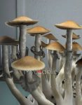 psilocybe-cubensis-tulum-2.jpg