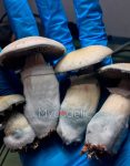 psilocybe-cubensis-white-rabbit.jpg