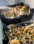 thai-elephant-dung-psilocybe-cubensis-4.jpg