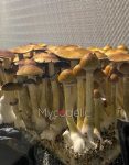 thai-elephant-dung-psilocybe-cubensis-4.jpg