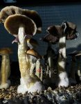 thai-elephant-dung-psilocybe-cubensis-4.jpg