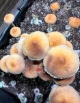treasure-coast-psilocybe-cubensis.jpg