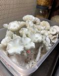 true-albino-teacher-psilocybe-cubensis-2.jpg