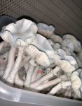 true-albino-teacher-psilocybe-cubensis-2.jpg